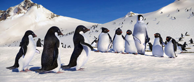 HAPPY FEET