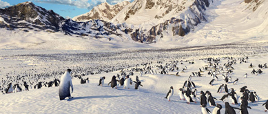 HAPPY FEET
